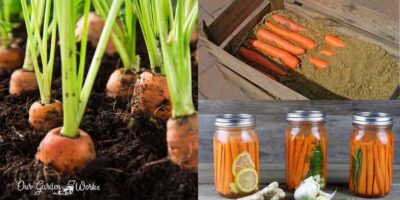 How To Preserve Carrots & Extend Their Shelf Life