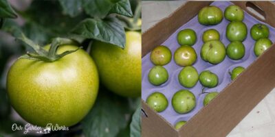 How To Store Green Tomatoes & Wait For Them To Ripen