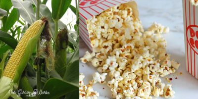 How to Grow Popcorn And Enjoy Unlimited Snacks At Home