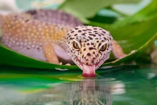 Leopard gecko