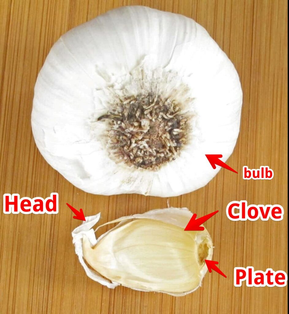 Parts and types of garlic
