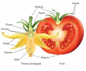 How To Store Green Tomatoes & Wait For Them To Ripen