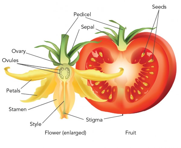 Parts of a tomato fruit