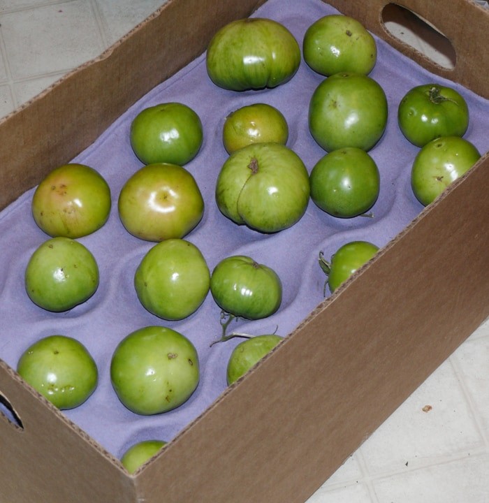 Put tomatoes in a box