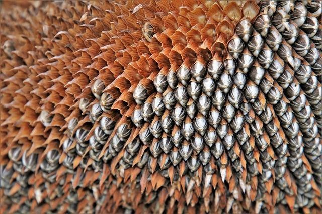 Removing sunflower seeds from the flower head