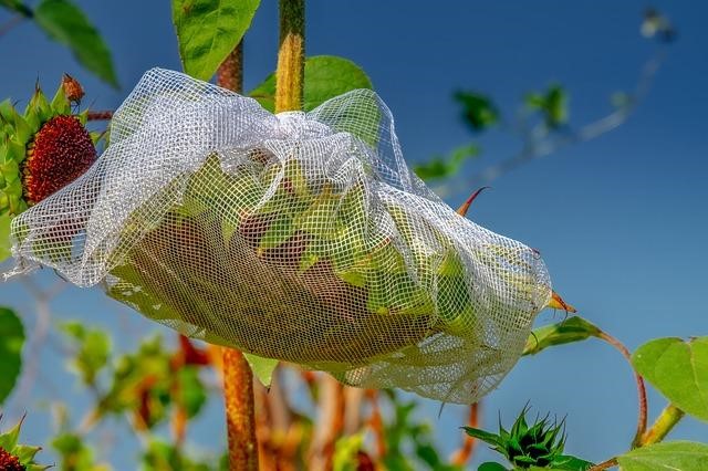 Sunflower head covered in net to protect the seeds from birds and other animals