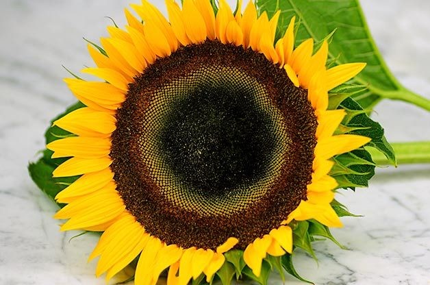 Super snack sunflower