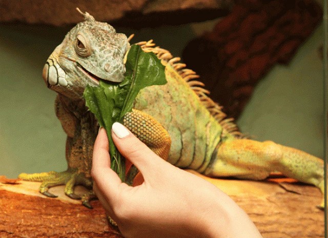 Tips in feeding garden lizards