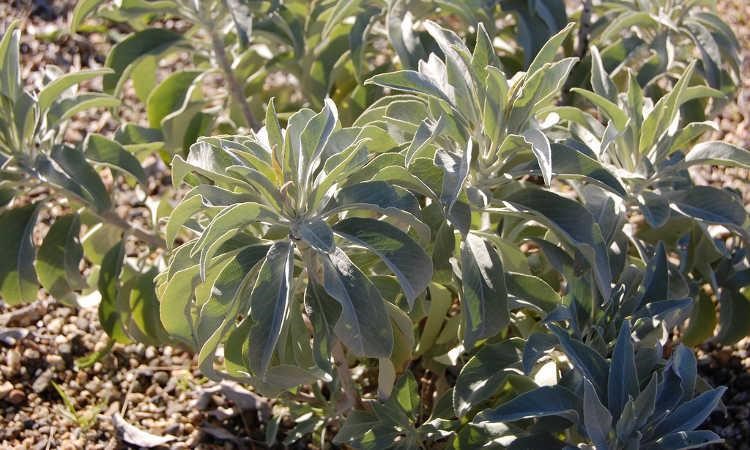 Transplanting White Sage