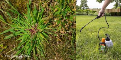 What Is The Best Crabgrass Killer For Your Lawn? (Top Picks in 2023)