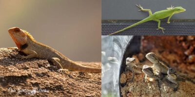 What Do Garden Lizards Eat?: A Guide to Your Reptile Pet In The Garden