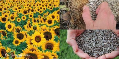 3 Signs To Know When To Harvest Sunflower Seeds