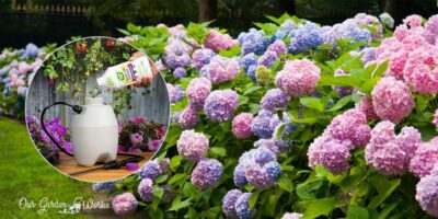 10 Best Fungicides For Hydrangeas In 2023 – (Reviews & Top Picks)