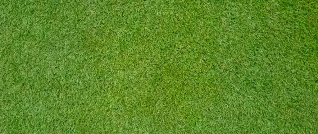 Bermuda Grass