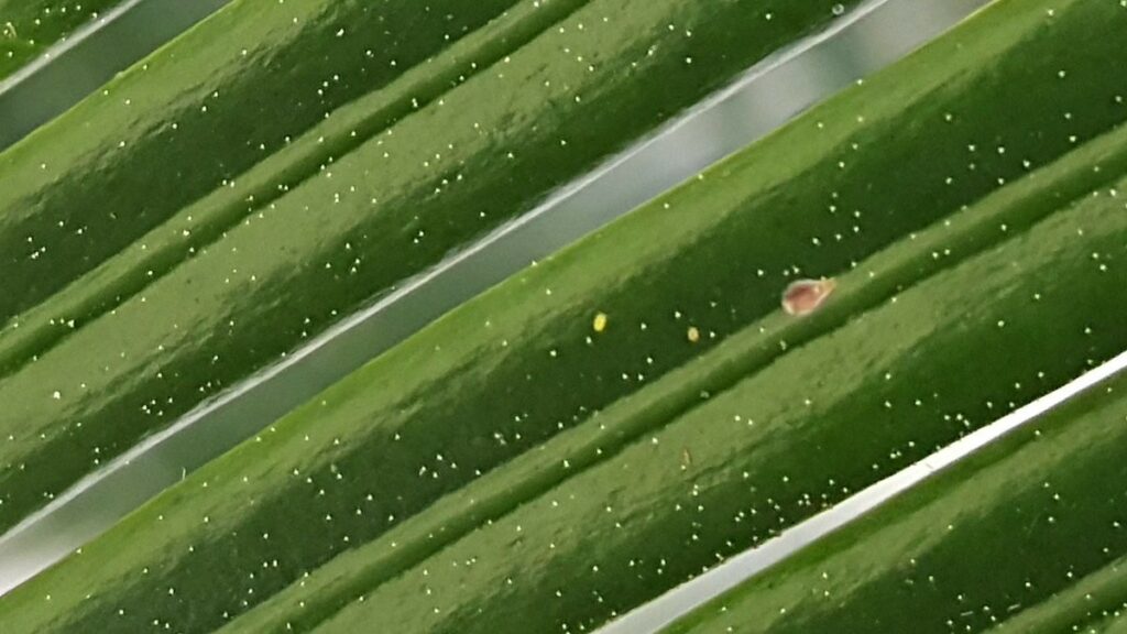 False oleander scales