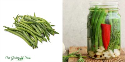How To Store Fresh Green Beans & Prolong Their Shelf Life