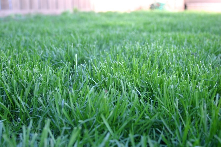 Kentucky Bluegrass