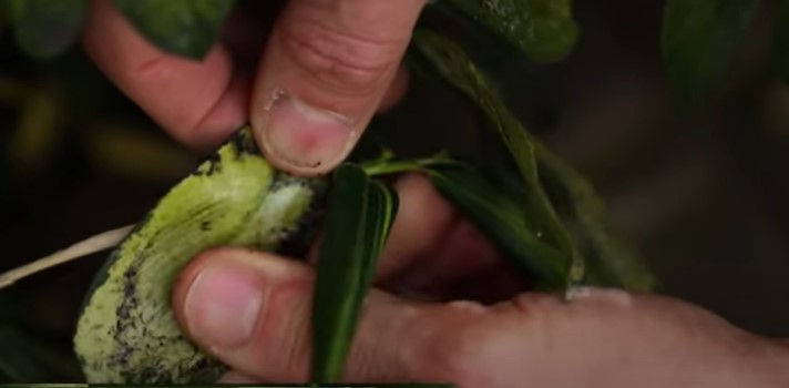 Removing the black sooty mold on leaves