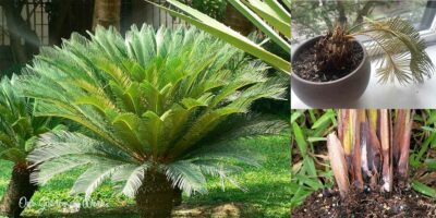 Sago Palm Diseases: What Are They & How To Prevent Them