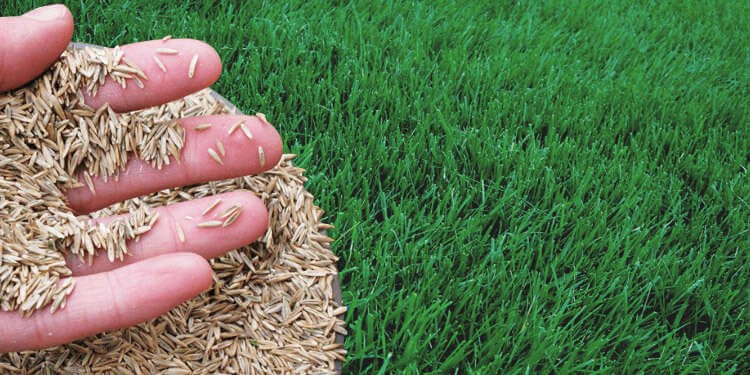 Seeding Grass In The North