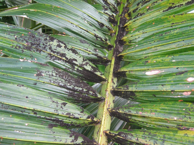 Sooty Mold on a palm tree