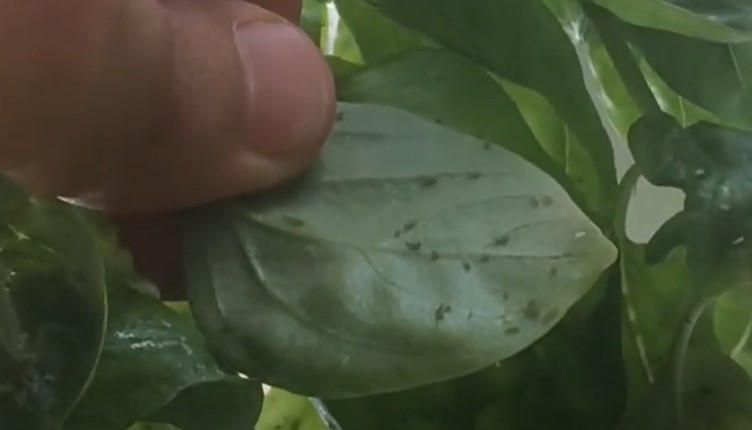 Aphids on basil plants