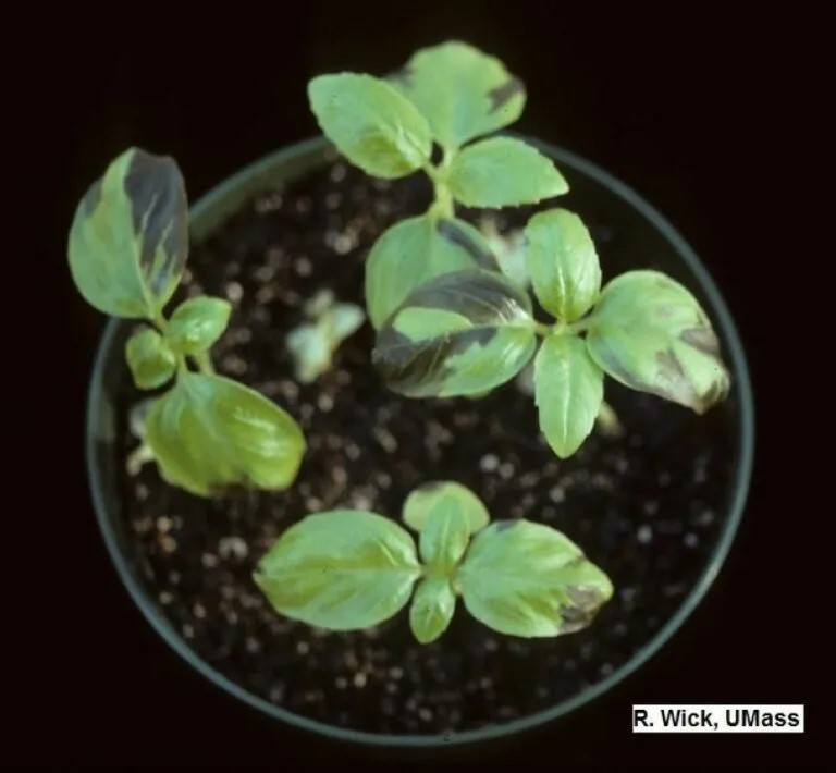 Bacterial disease in basil