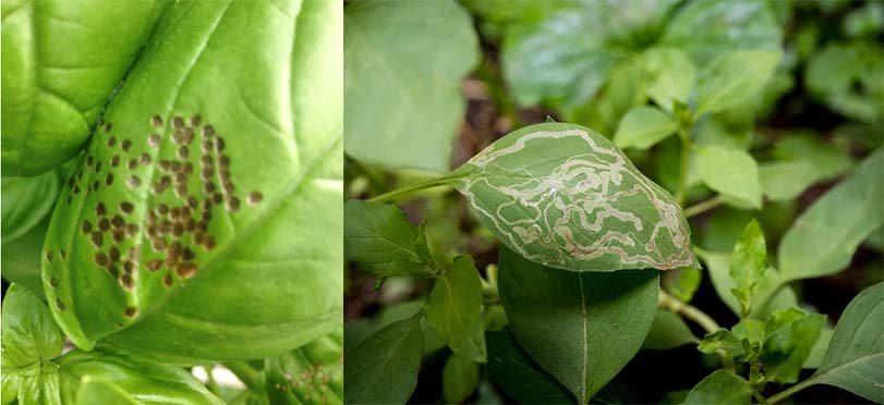 Basil leaves turn brown due to pests