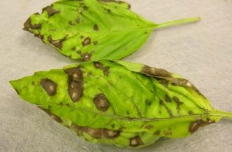 Cercospora leaf spot in basil