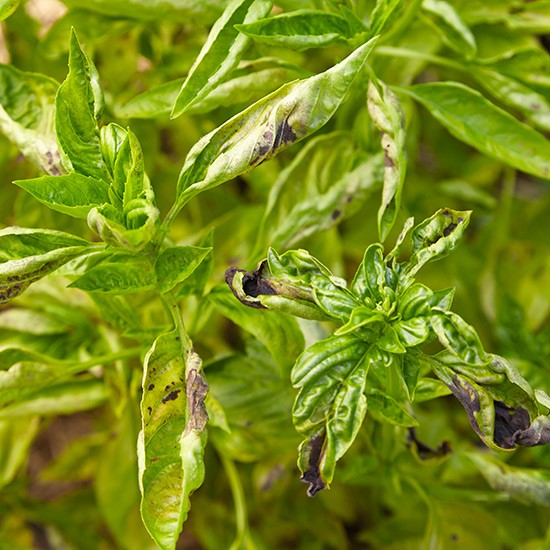 Downy mildew on basil leaves