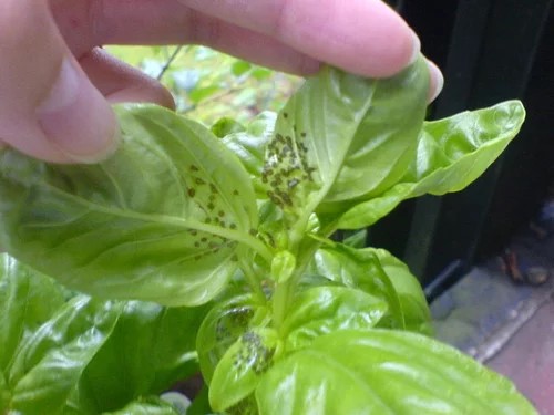 Four-lined bugs damage on basil leaves