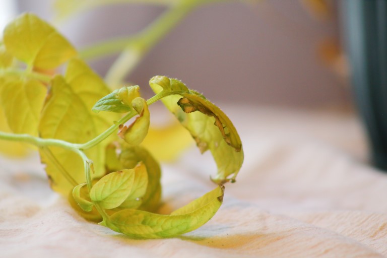 Fusarium wilt in basil