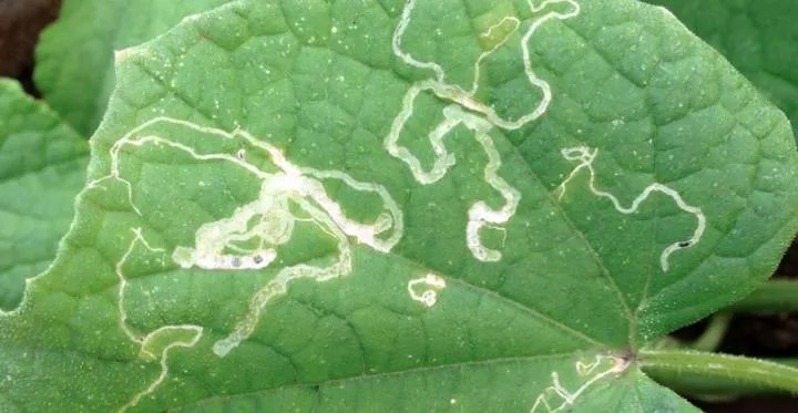 Leaf miners on basil
