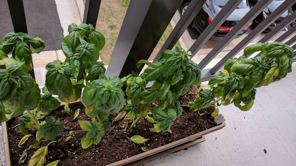 Overwatering or Underwatering basil 