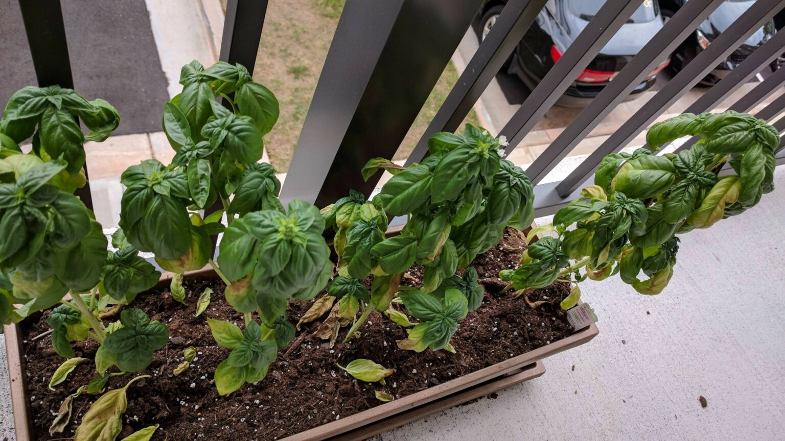 9 Reasons Why Basil Leaves Turn Brown & How To Solve Them