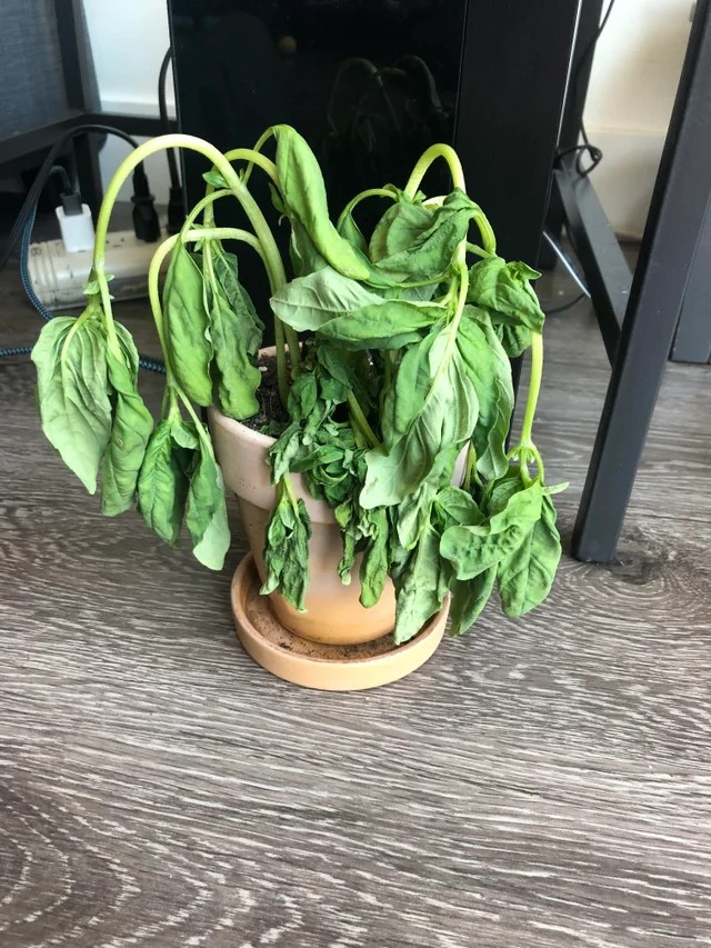 Plant stress due to repotting