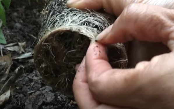 Rootbound potted basil