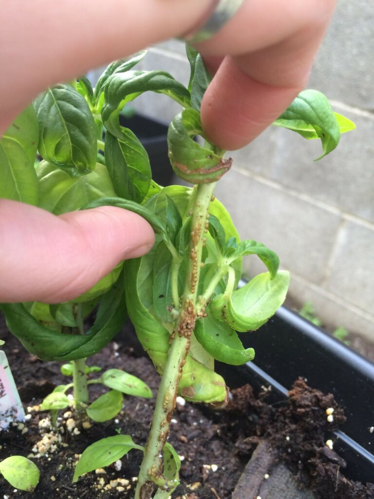 Scales infestation in basil stem and leaves