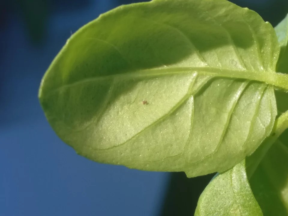 Spider mites on basil leaves