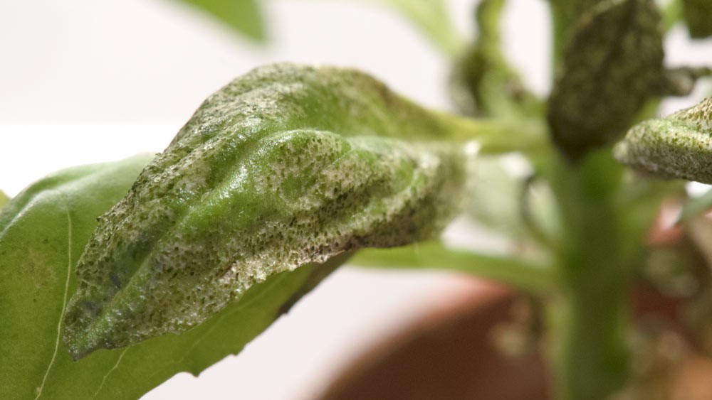 Thrips on basil