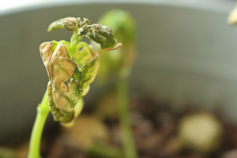 Verticillium wilt in basil