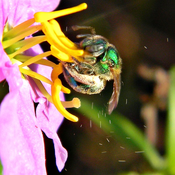 Buzz-pollination of native bees