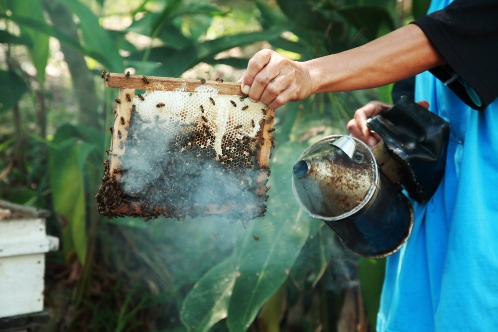 Smoking nests to keep sweat bees away