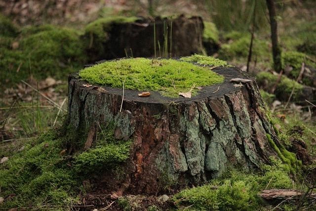 Tree stumps