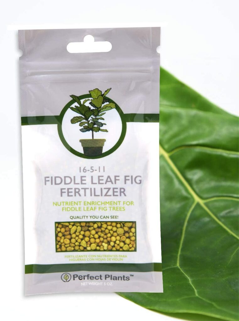 Fiddle Leaf Fig Slow-Release Fertilizer by Perfect Plants Review