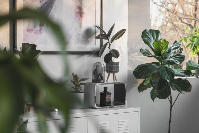 Tips in fertilizing fiddle leaf figs