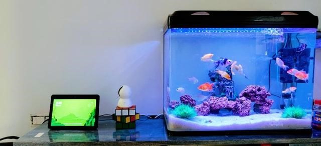 fish tank water
