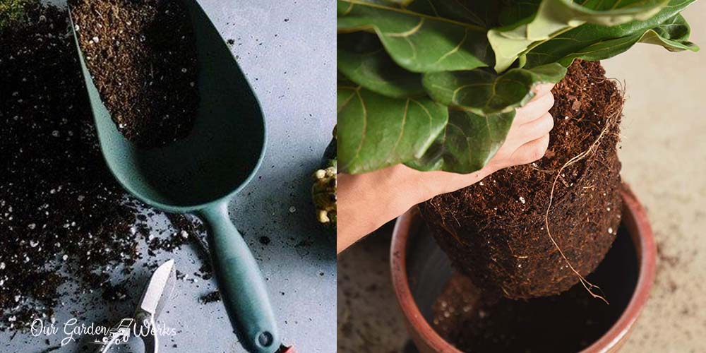 5 Best Soil For Fiddle Leaf Fig