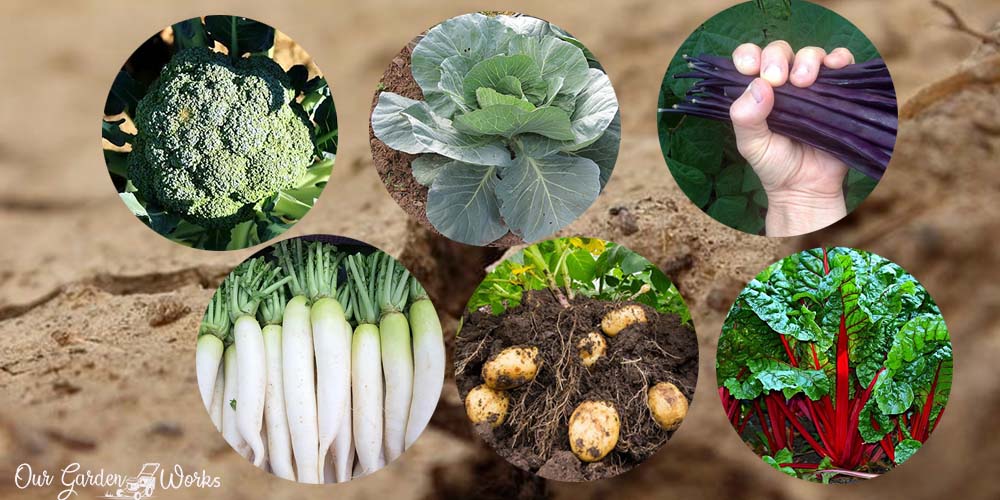 6 Vegetables That Grow In Clay Soil & How To Grow Them