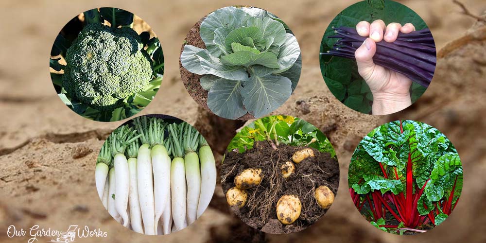 6-vegetables-that-grow-in-clay-soil-how-to-grow-them